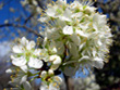 IMPERIAL EPINEUSE PLUM (Prunus domestica)